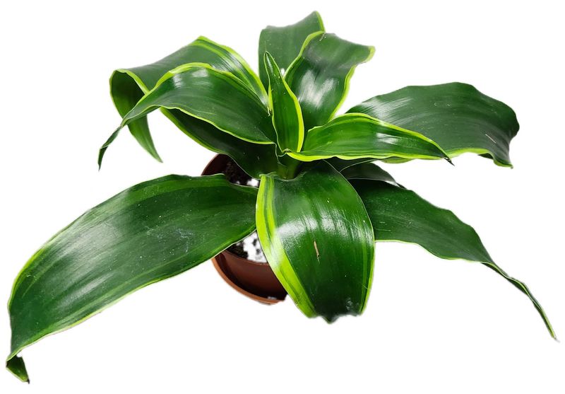 DRACAENA DORADO 4&quot;
