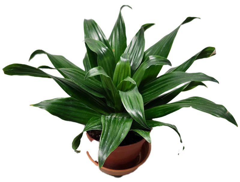 DRACAENA JANET CRAIG BUSH 4&quot;