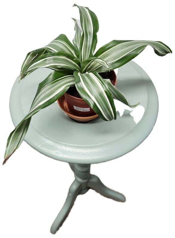DRACAENA WHITE JEWEL 4&quot;