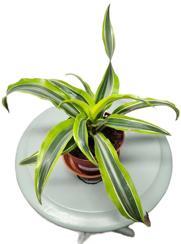 DRACAENA LEMON SURPRISE 4&quot;