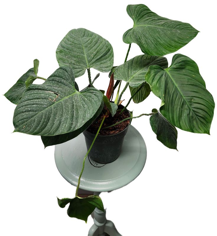 PHILODENDRON FUZZY PETIOLE 6&quot;