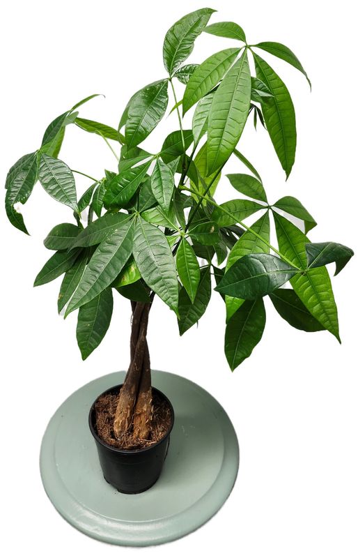 PACHIRA AQUATICA MONEY TREE 5&quot; BRAID