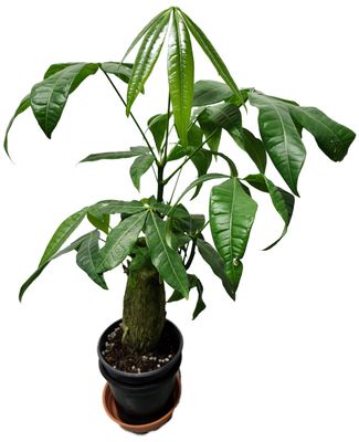 PACHIRA AQUATICA MONEY TREE 4&quot; STUMP