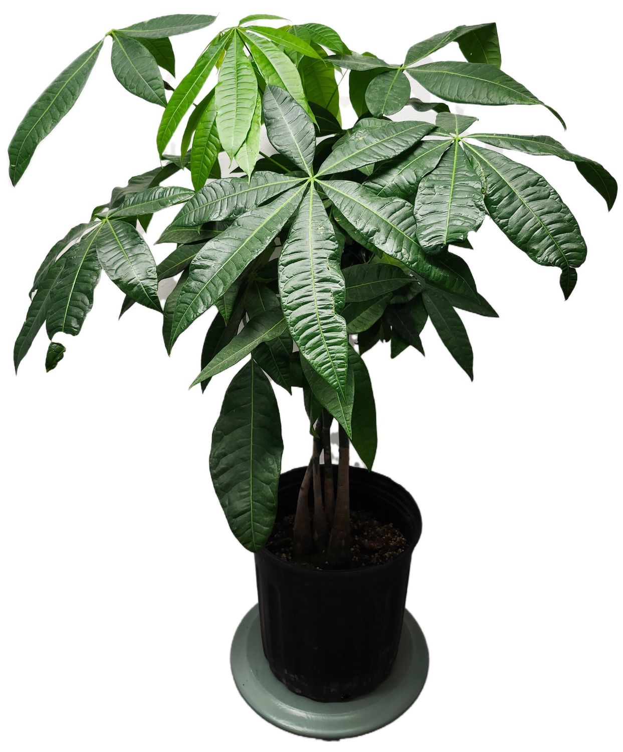 PACHIRA AQUATICA MONEY TREE 8&quot; BRAID