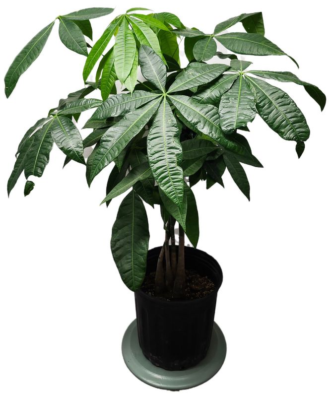 PACHIRA AQUATICA MONEY TREE 8&quot; BRAID