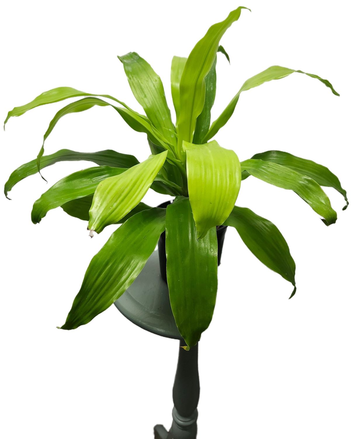 DRACAENA LIMELIGHT BUSH 6&quot;