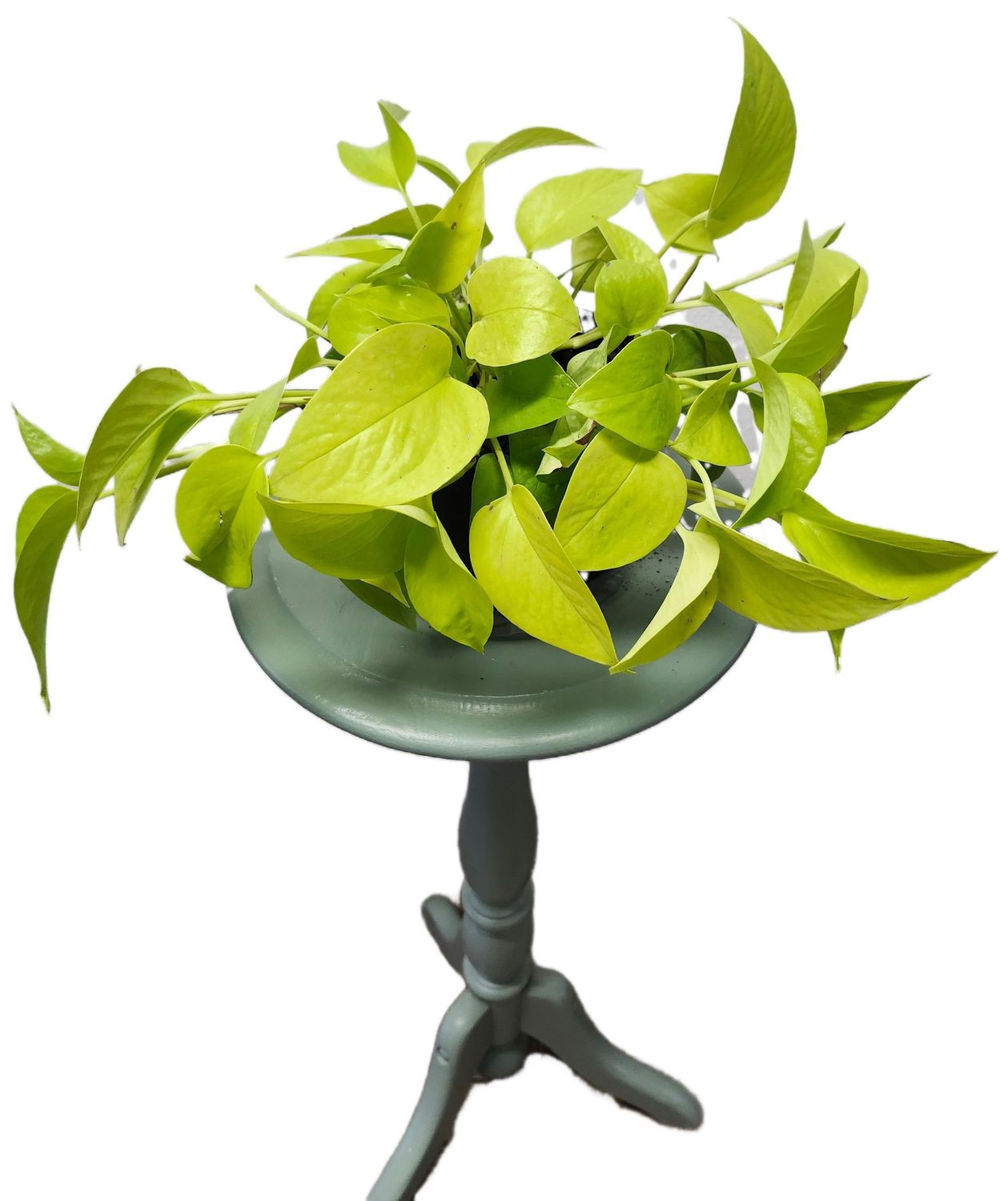 POTHOS NEON 6&quot;