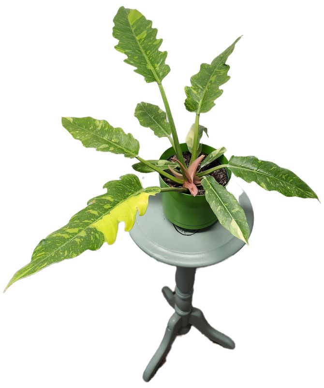 PHILODENDRON RING OF FIRE 6&quot;