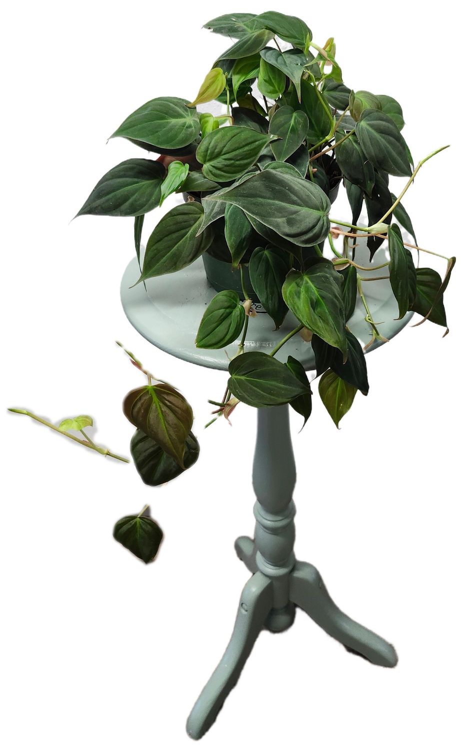 PHILODENDRON MICAN 6&quot;