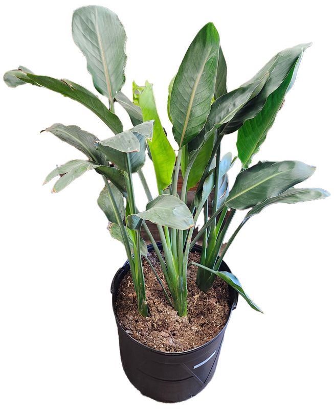 STRELITZIA REGINAE ORANGE BIRD OF PARADISE 14&quot;