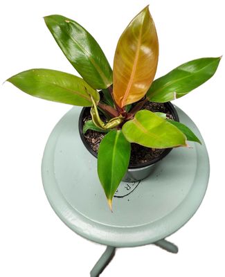 PHILODENDRON PRINCE OF ORANGE 6&quot;