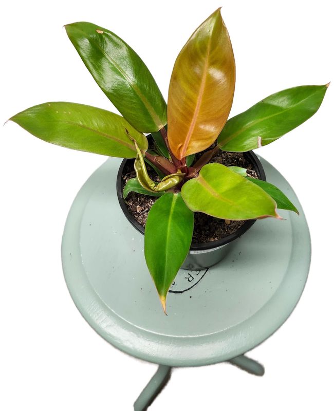 PHILODENDRON PRINCE OF ORANGE 6&quot;