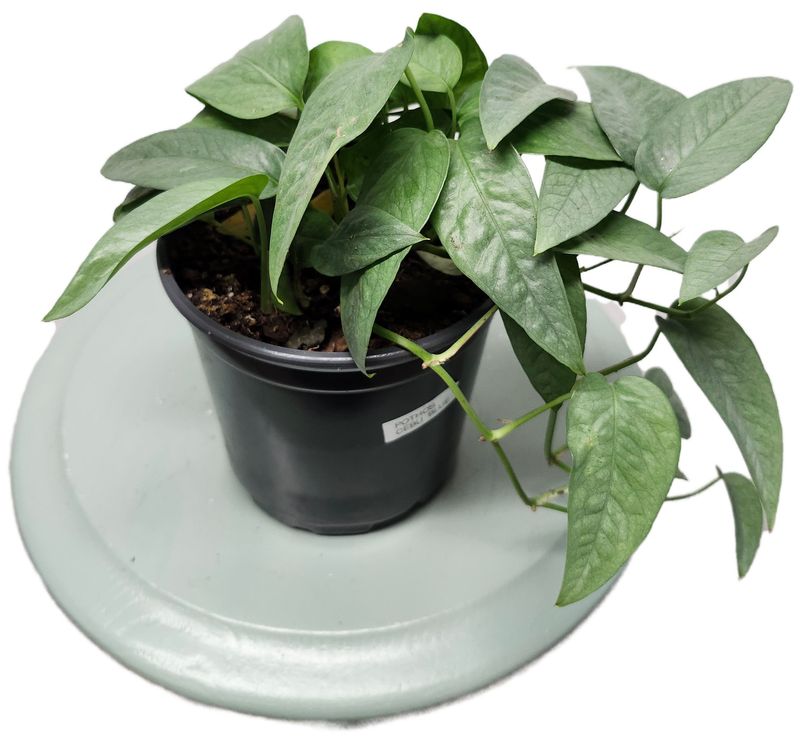 POTHOS CEBU BLUE 5&quot;