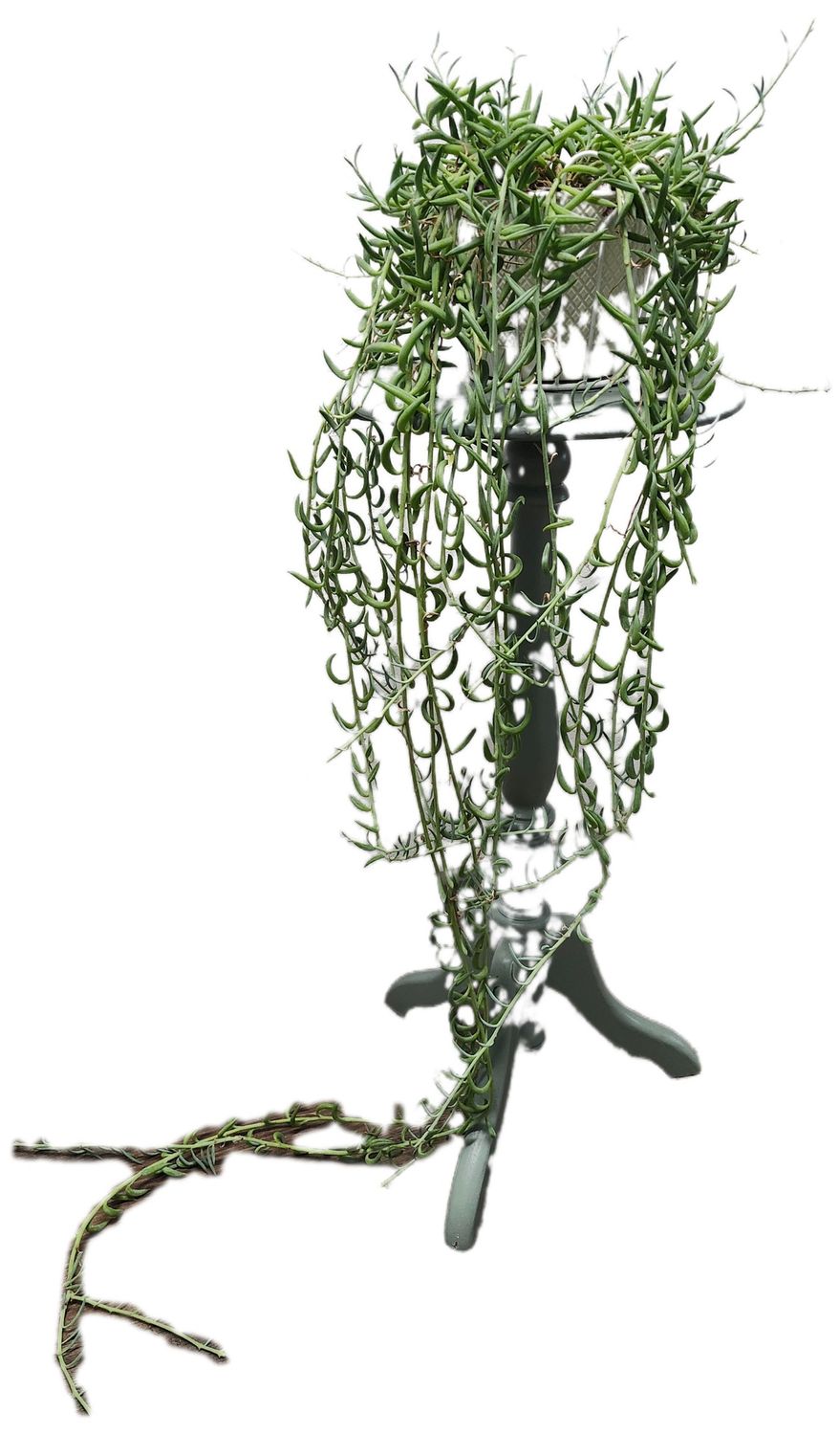 STRING OF FISH HOOKS 6&quot; EXTRA LONG