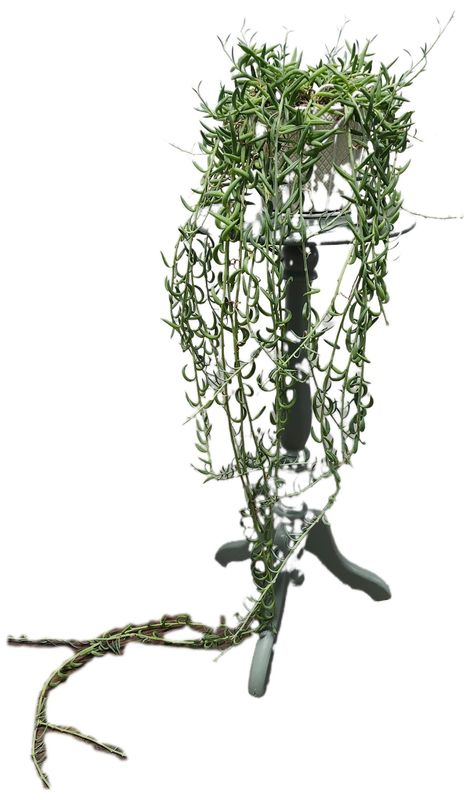 STRING OF FISH HOOKS 6&quot; EXTRA LONG