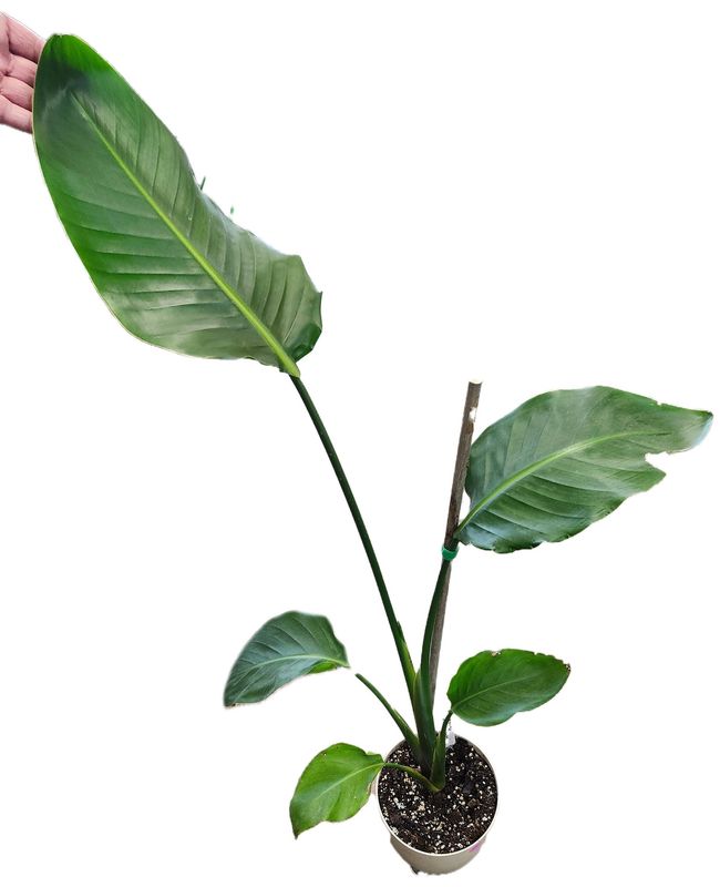 BIRD OF PARADISE (WHITE) 6&quot;