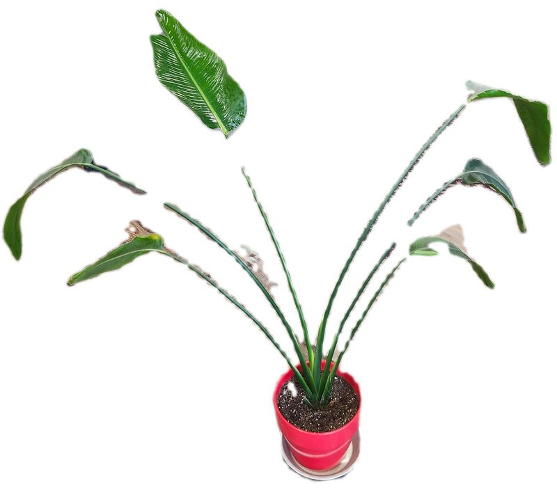 BIRD OF PARADISE W/RED 10&quot; POT