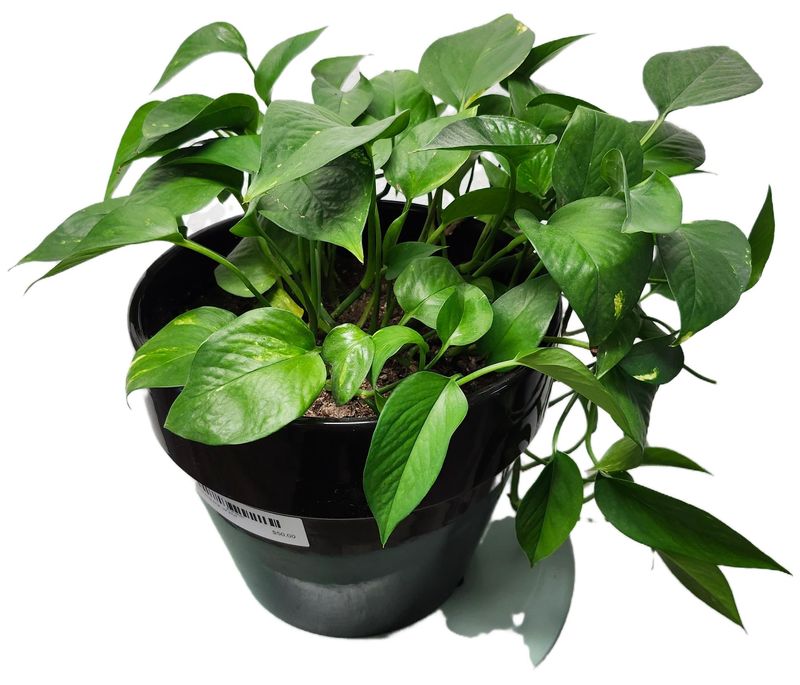 POTHOS BLACK 10&quot; POT