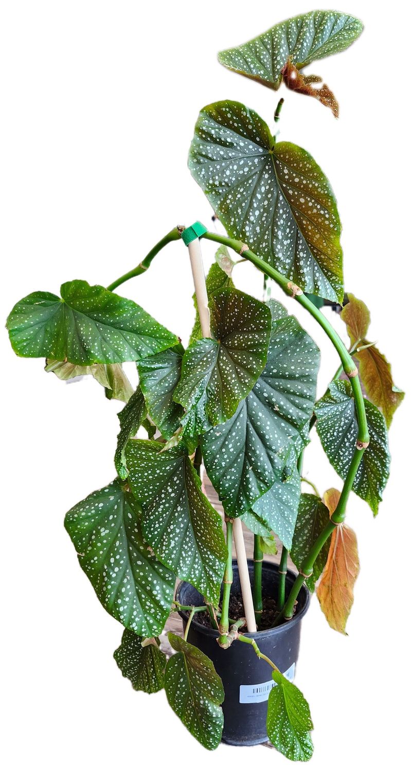 ANGEL WING BEGONIA 6-8&quot;