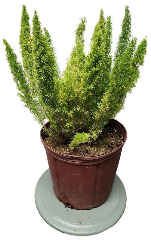 ASPARAGUS FOXTIAL FERN 10