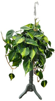 PHILODENDRON BRASIL 8&quot; HB