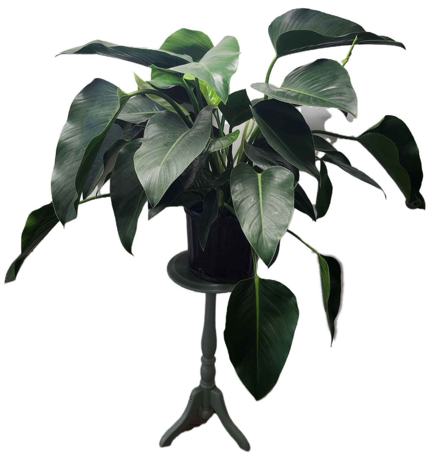 PHILODENDRON CONGO GREEN 10&quot;