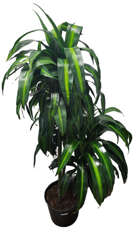 DRACAENA HAWAIIAN SUNSHINE CANE 10&quot;