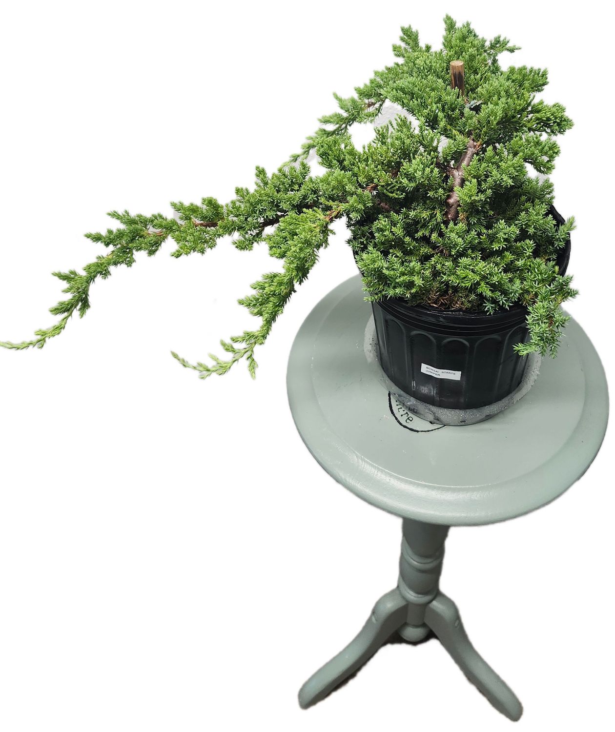 BONSAI JUNIPER 6&quot;