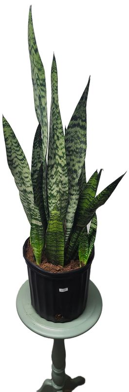 SANSEVIERA ZEYLANICA 10&quot;