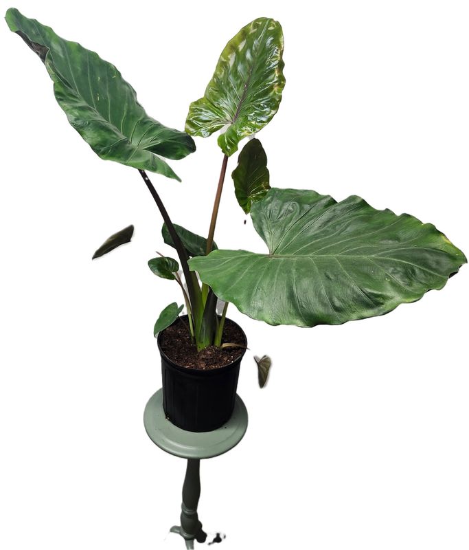 ALOCASIA METALHEAD 10&quot;