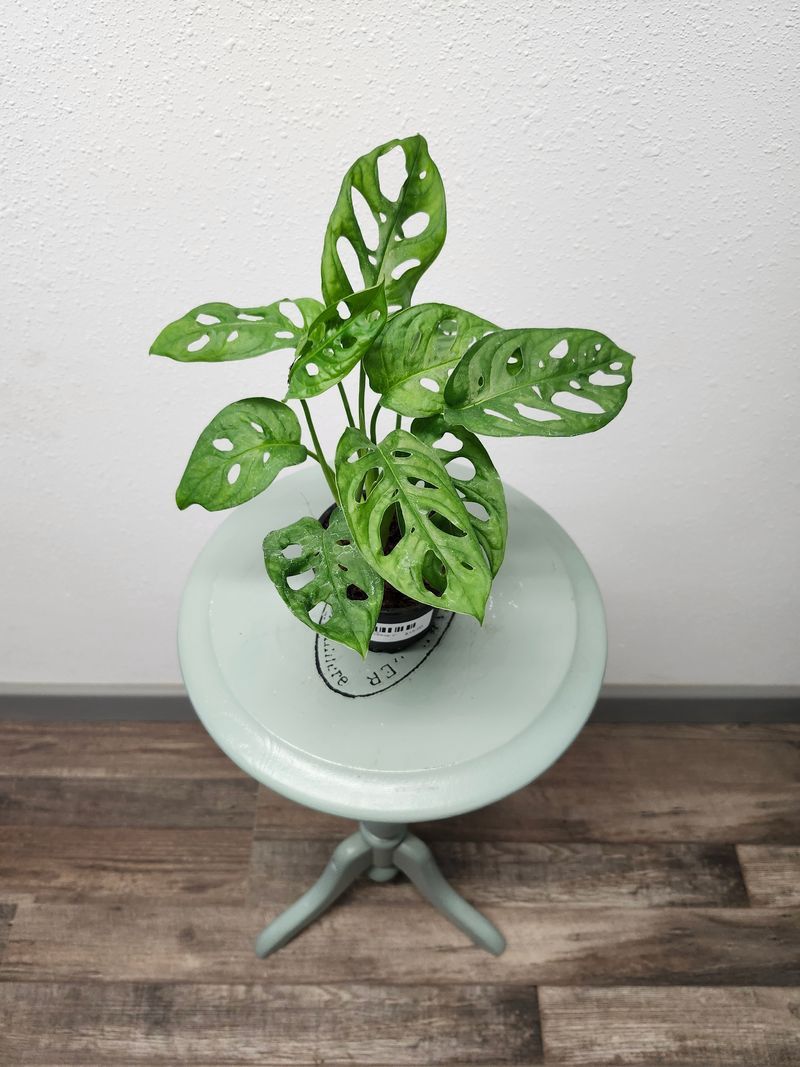 PHILODENDRON SWISS CHEESE 4&quot;