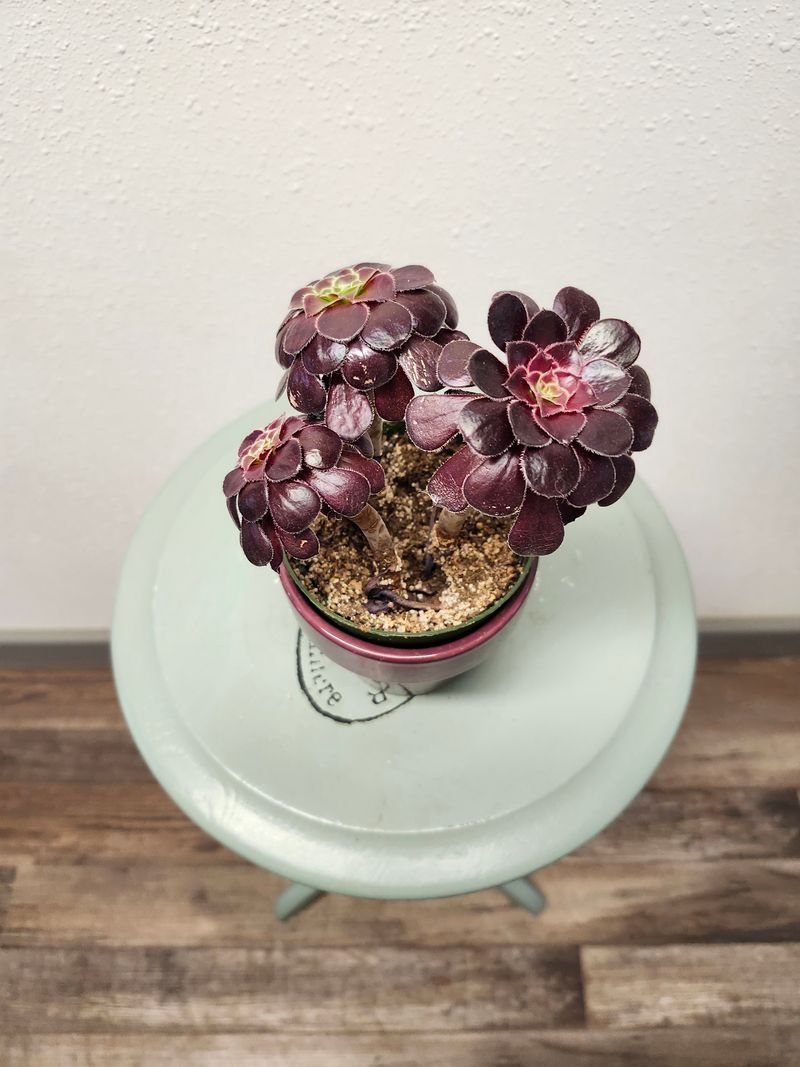 AEONIUM ZWARTKOP 4&quot;
