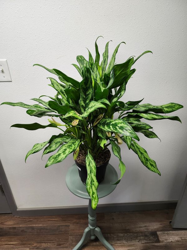AGLAONEMA JULIETTE 8&quot;