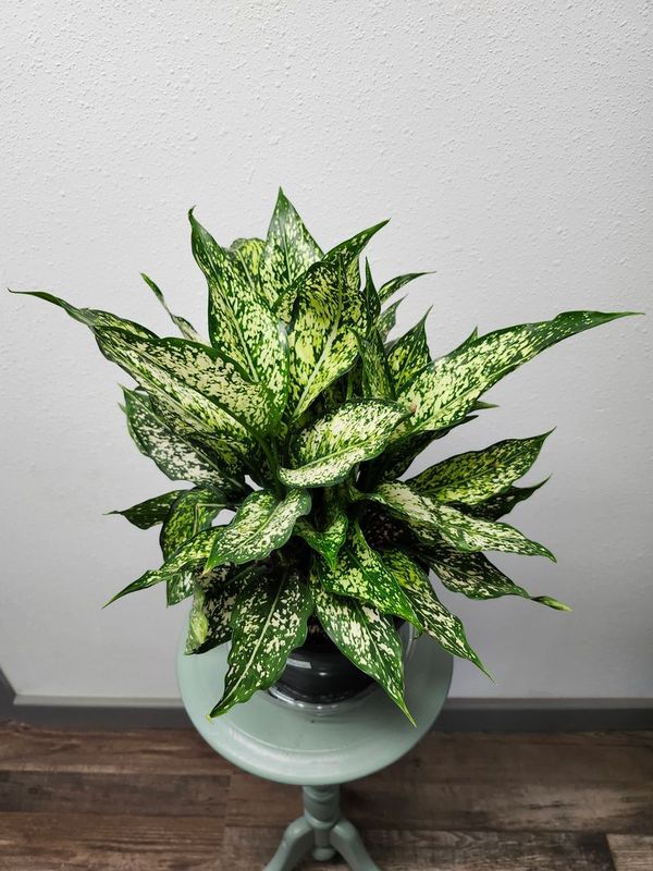 AGLAONEMA WINTRY WINEHOUSE 8&quot;