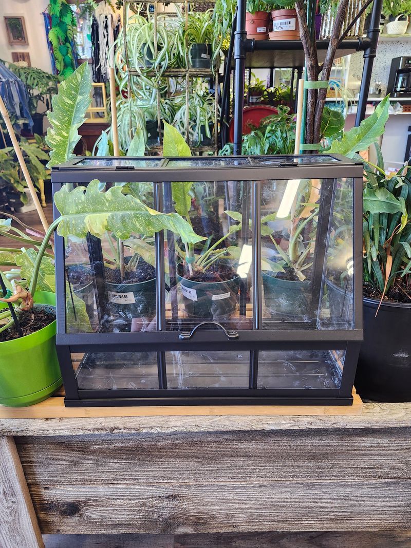 GREENHOUSE CABINET - BLACK