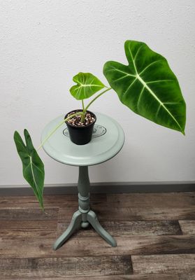 ALOCASIA FRYDEK 4&quot;