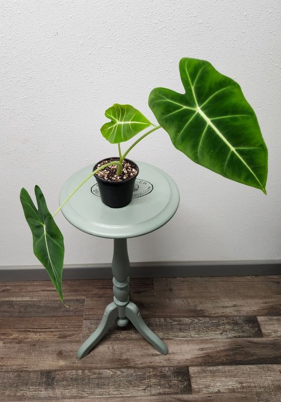 ALOCASIA FRYDEK 4&quot;