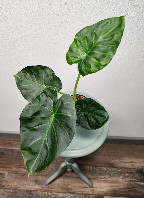 ALOCASIA REGAL SHEILD 4&quot;