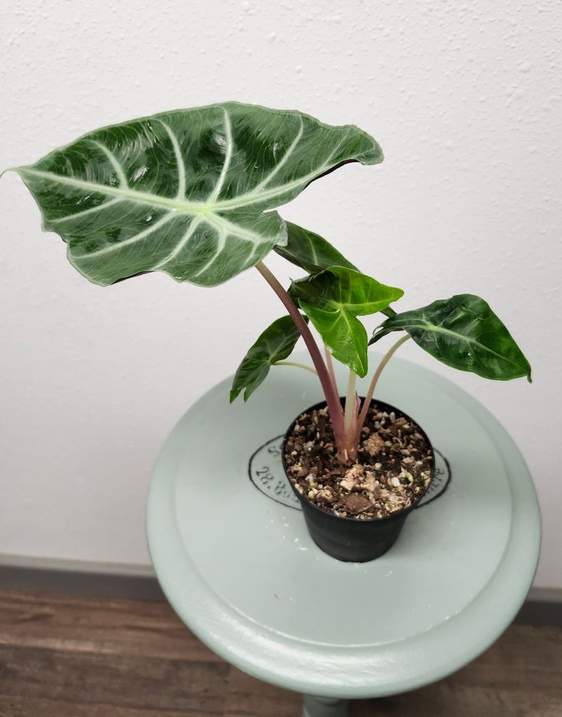 ALOCASIA MOROCCO &quot;PINK DRAGON&quot; 4&quot;