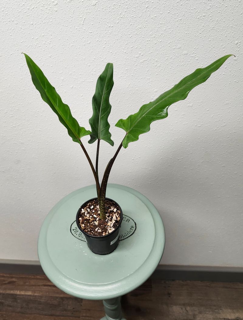 ALOCASIA PURPLE SWORD 4&quot;