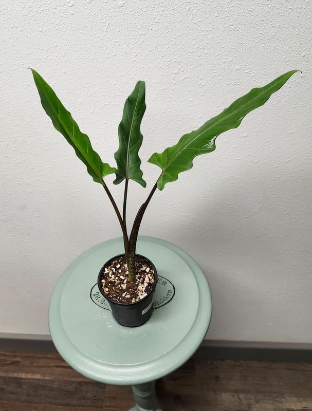 ALOCASIA PURPLE SWORD 4&quot;