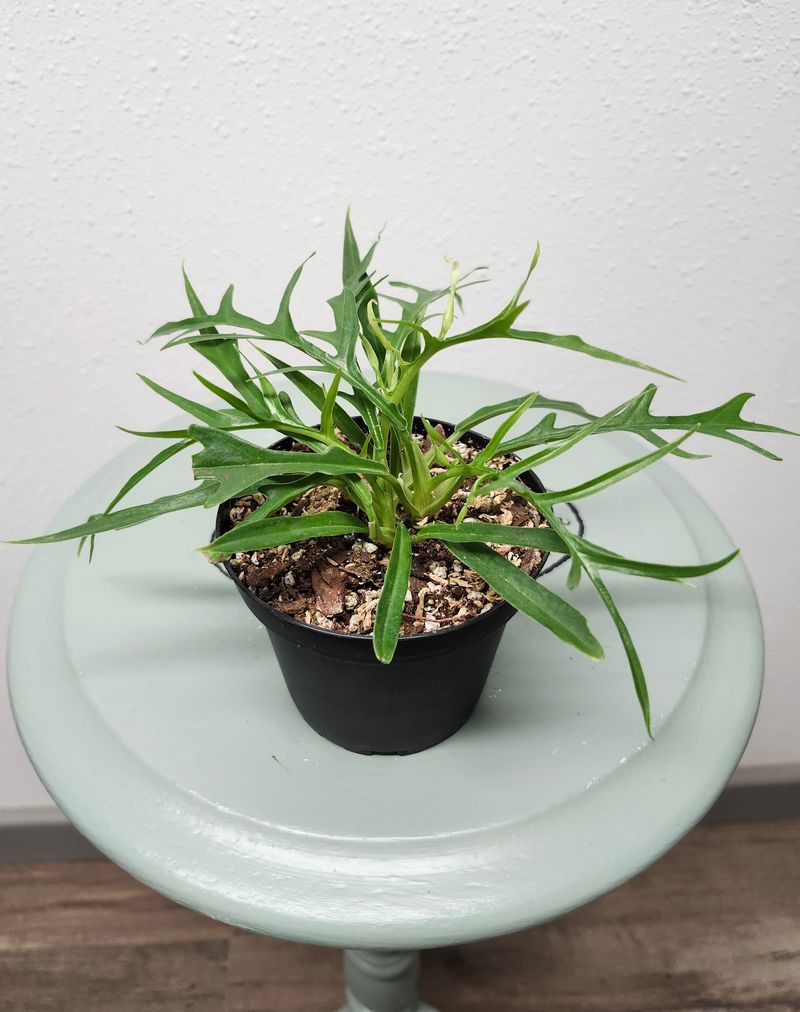 PHILODENDRON TORTUM 4&quot;