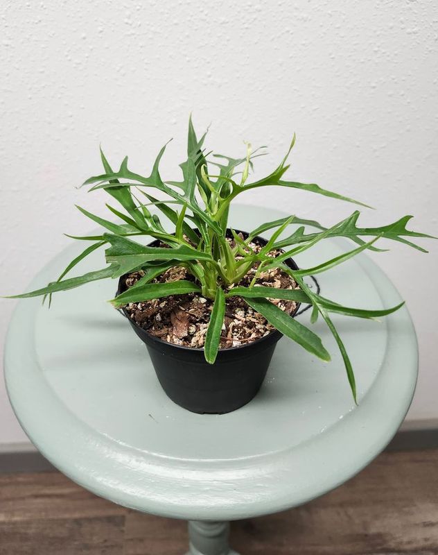 PHILODENDRON TORTUM 4&quot;