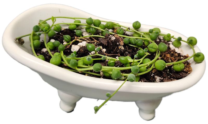 STRING OF PEARLS - BATHTUB