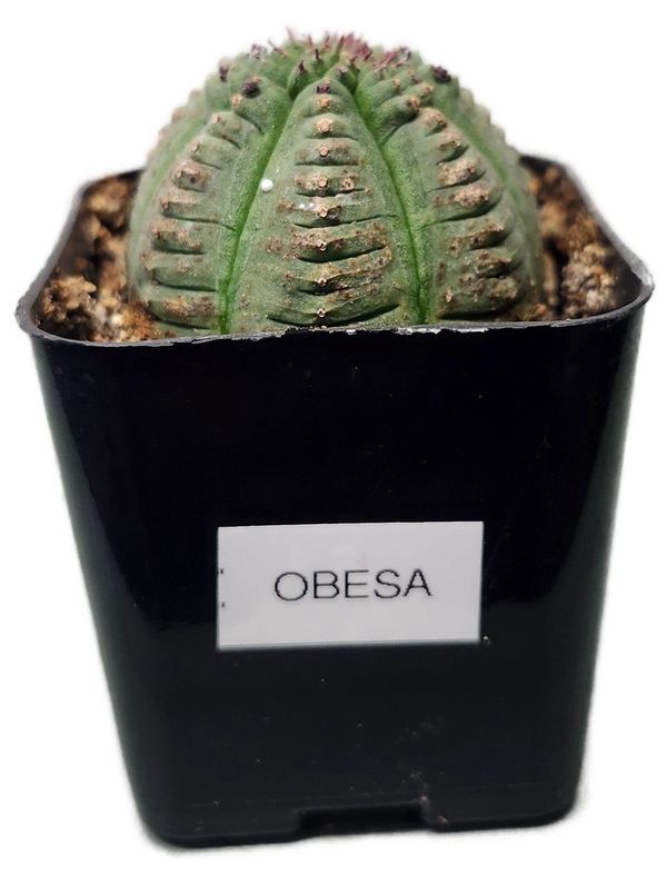 OBESA CACTUS 2&quot;