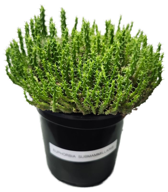 EUPHORBIA SUBMAMILLARIS 4&quot;