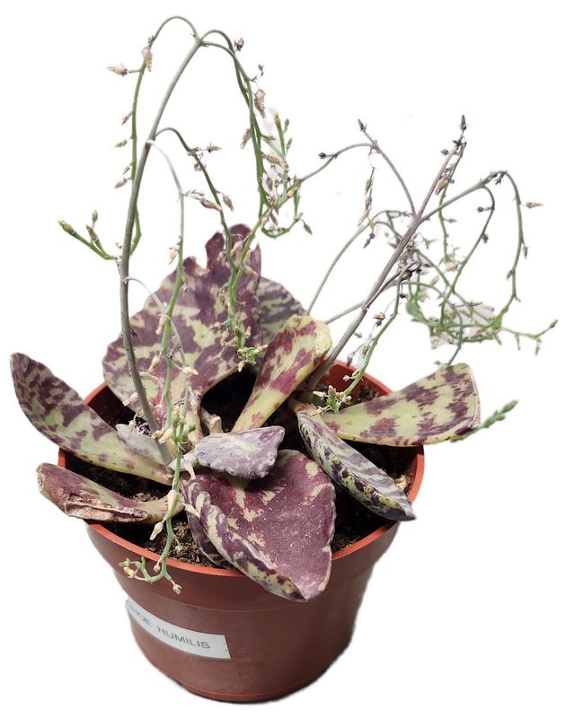 KALANCHOE HUMILIS