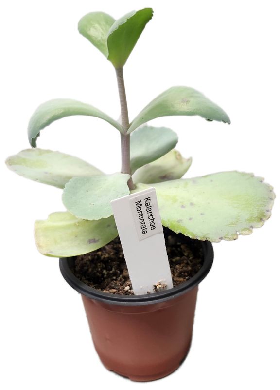 KALANCHOE MOMORATA 3.5&quot;