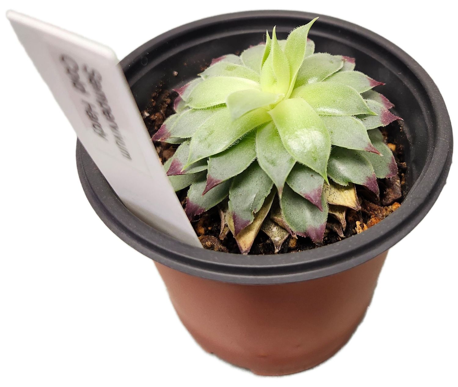 SEMPERVIVUM COLD HARDY 4&quot;