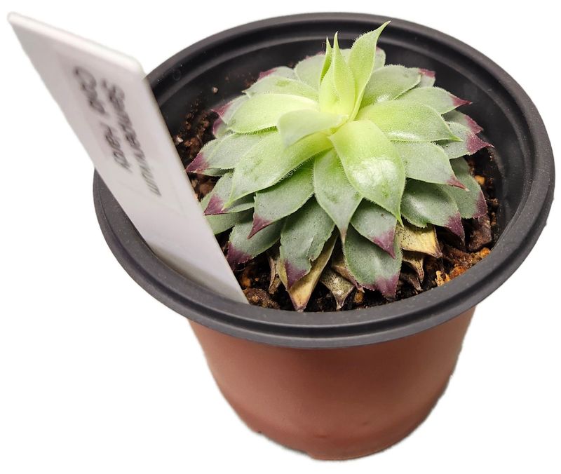 SEMPERVIVUM COLD HARDY 4&quot;